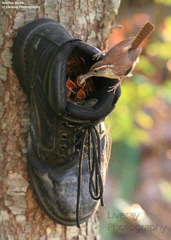 shoe as bird nest